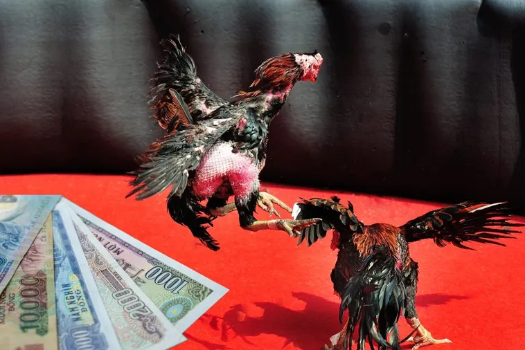 Bí Quyết Chơi Đá Gà Sabong Tại AZ888 Thắng Lớn Từ Cao Thủ 1 Bí Quyết Chơi Đá Gà Sabong Tại AZ888 Thắng Lớn Từ Cao Thủ